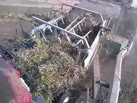 how to harvest kidney beans