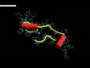 Denaturation of Type2 Mutant Denaturation of Type2 Mutant