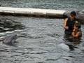 Kahala DolphinQuest4