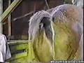 horse-fart