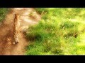 Cheetah - YouTube