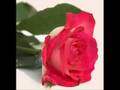 videos de AMOR SÓ DE MAE