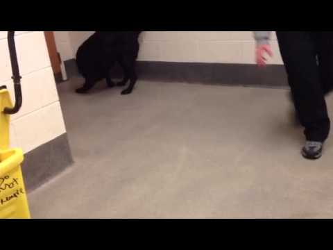 Lucky – Black Lab who loves tennis balls!