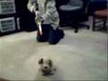 Animal Assassin