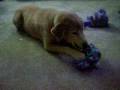Mister Ishmael P. Pupperoo... Christmas, 2008