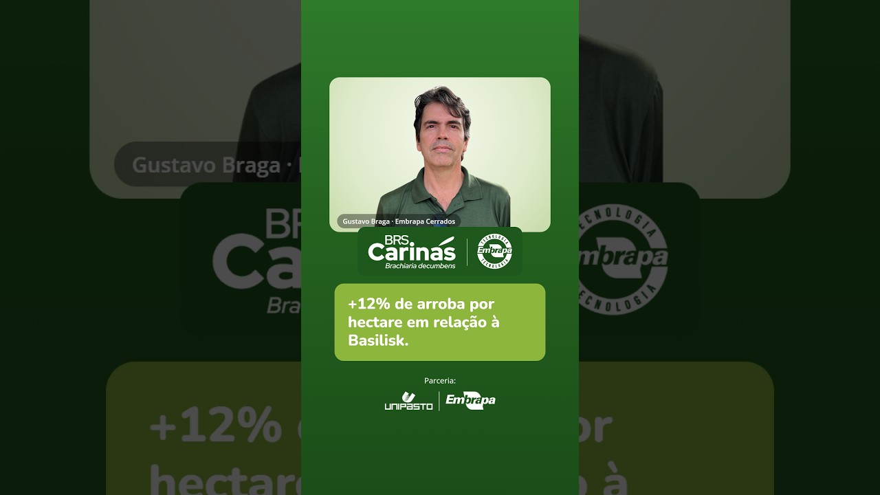 BRS Carinás entrega 12% mais arroba por hectare #Shorts