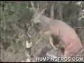 Deer-vs-Hunter