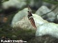 Harlequin Sulawesi Shrimp
