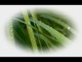 بأكتب أسمك --فيروز.mpg