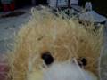 videos de petunia goes outside