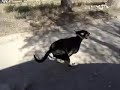 Hera - The Running Bitch Hera - The Running Bitch