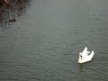 Swan preening on the River Roding