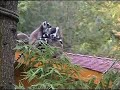 Lemurs ? Lémuriens ? Lemury Lemurs ? Lémuriens ? Lemury