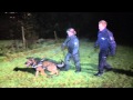 PKW-Fahrer flüchtet vor Polizei