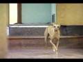 title="Dogs