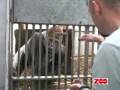 Gorillatræning 2