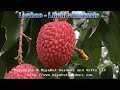 Lychee - Lichi chinensis Fruit Tree Lychee - Lichi chinensis Fruit Tree