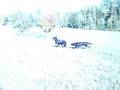 rottweiler vs beauceron