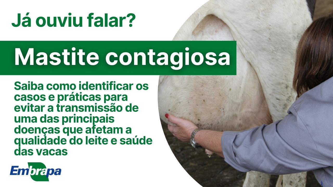 Mastite contagiosa