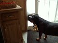 Rotties playing tug through petdoor