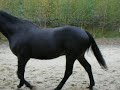 Kobylany. Stable. 1 Kobylany. Stable. 1