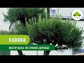 Ниваки садовый бонсай. Мастер класс по стрижке деревьев