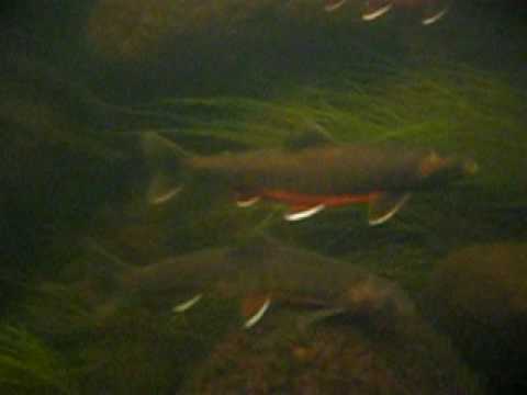 River Spawning Arctic char in Scotland