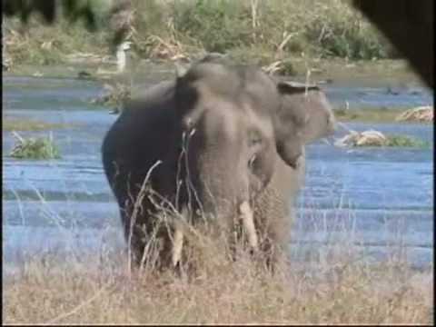 Asian Elephant