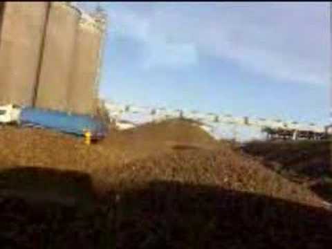 Sugar beet 2006
