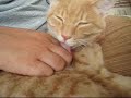 気持ちが良いとダイちゃんはペロペロを止められません。Dai (my lovely reddish brown cat) cannot stop licking Papa's fingures when he feels great!blogs.yahoo.co.jp