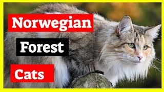 Norwegian Forest Cat - History of Norwegian Forest Cat