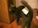 My Kittys plus receipt *bonus 2 cats are in it :D