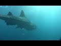 A Whale shark hangs out with a group of divers from the narcosis dive boat on november 27th, 2008.