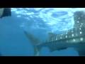 videos de West palm Beach Whale shark