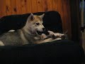 Canook malamute et Abao chaton