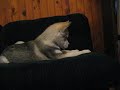 Canook malamute et Abao chaton