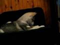 Canook malamute et Abao chaton