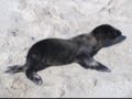 San Cristobal Island - Galapagos