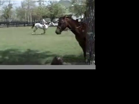 WELSH PONY GELDING
