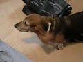howling hounds