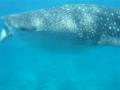 videos de Whaleshark at Sun Island