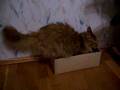 videos de kisa.MOV