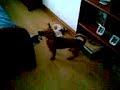 Dog cao luta contra secador fight lol part 1 Dog cao luta contra secador fight lol part 1