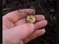 Finding George 111 Gold Guinea with metal detector