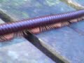 Giant Millipede at Singapore MacRitchie Treetop trail