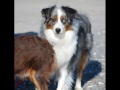 Othello Pet Rescue Update