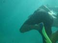 Swimming with Sealions