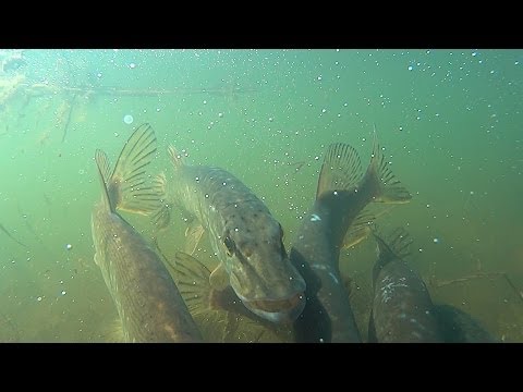 ловля щуки в нерест видео ловля щуки в нерест видео