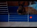 Nikki - my sweet, little bunny Nikki - my sweet, little bunny