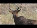 kudu in botswana 2008